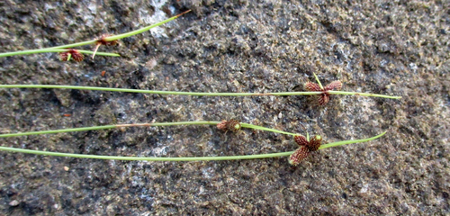 Cyperus abietinus image