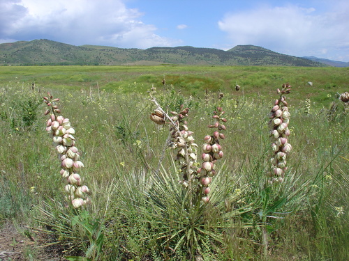 Great Plains yucca
