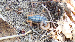 Centruroides vittatus