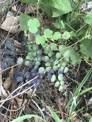 Thalictrum hernandezii