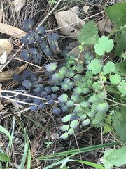 Thalictrum hernandezii