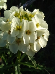 Erysimum concinnum