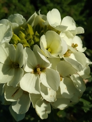 Erysimum concinnum