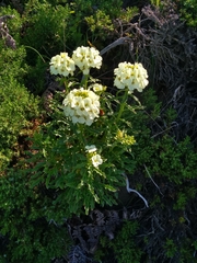 Erysimum concinnum