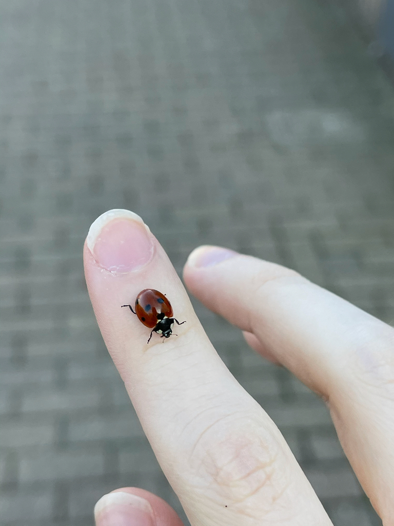 칠성무당벌레 from Canterbury on 2021년 03월 23일 (화) at 04:21 오후 by caryryan · iNaturalist 칠성무당벌레 (Coccinella... 