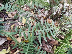 Polypodium plesiosorum