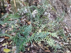 Polypodium plesiosorum