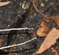 Teinobasis rufithorax