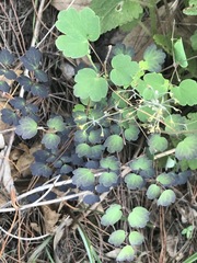 Thalictrum hernandezii
