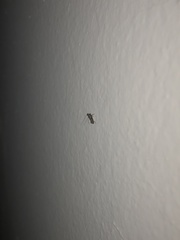 Lepidoptera