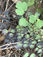 Thalictrum hernandezii