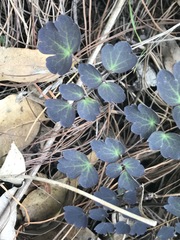 Thalictrum hernandezii