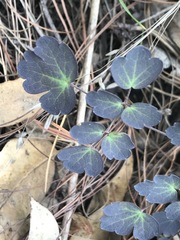 Thalictrum hernandezii