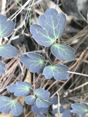 Thalictrum hernandezii