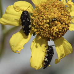 Acmaeodera vernalis