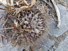 Mammillaria melanocentra melanocentra