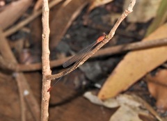 Teinobasis rufithorax
