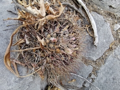 Mammillaria melanocentra melanocentra