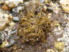 Cryptosiphonia woodii