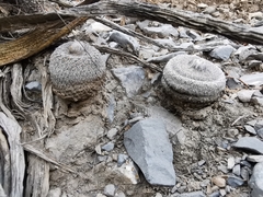 Epithelantha greggii