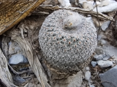 Epithelantha greggii
