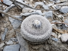 Epithelantha greggii