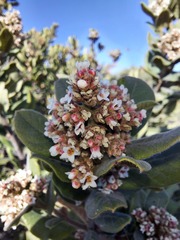 Rhus standleyi