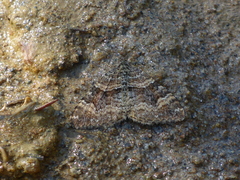 Epirrhoe plebeculata