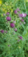 Cirsium arvense