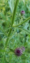 Cirsium arvense