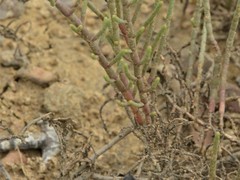 Tecticornia indica