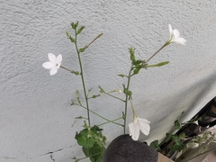 Nicotiana repanda