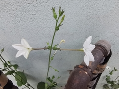 Nicotiana repanda