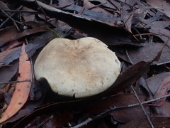 Russula marangania