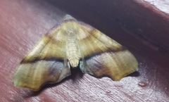 Plagodis phlogosaria