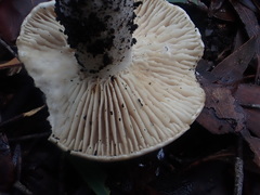 Russula marangania