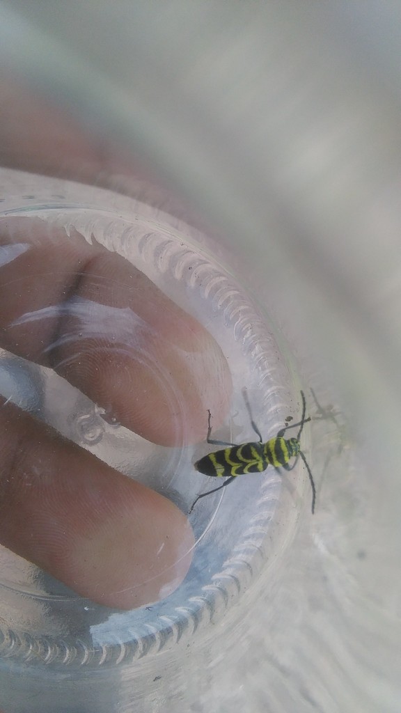 Megacyllene insignita