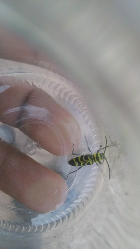 Megacyllene insignita