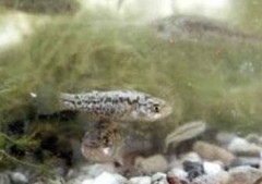 Pahrump Poolfish photo 3