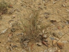 Tecticornia indica