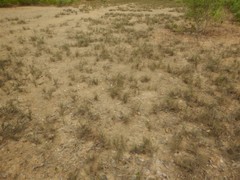 Tecticornia indica
