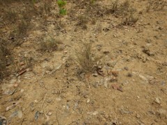 Tecticornia indica