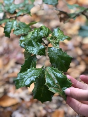 Ilex opaca