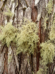 Usnea flavocardia