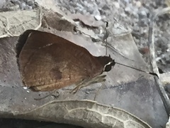 Synapte salenus salenus