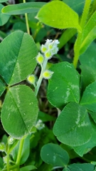 Myosotis verna