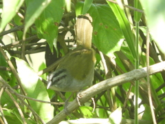 Arremonops chloronotus