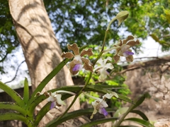 Vanda tessellata