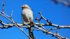 Spizella pallida