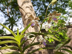 Vanda tessellata